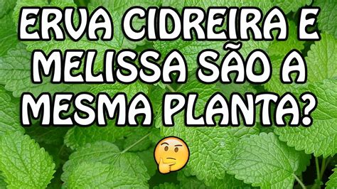 Melissa E Erva Cidreira É A Mesma Coisa - Melissa e Erva Cidreira são a mesma coisa? - YouTube