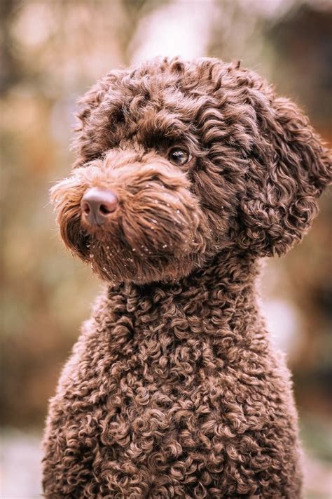 Brown Poodle Guide - Everything You Need To Know! | PupTraveller