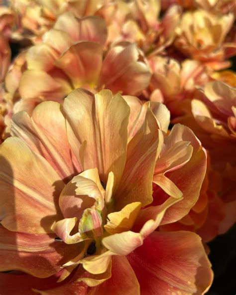 Tulip 'Oakheart' bulbs — Buy online at Farmer Gracy UK