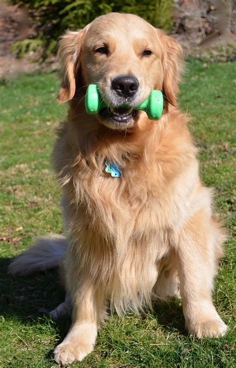 Golden Retriever Sports at Mary Murrow blog