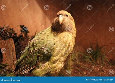 Kakapo Endemic Parrot of New Zealand Stock Photo - Image of flightless ...