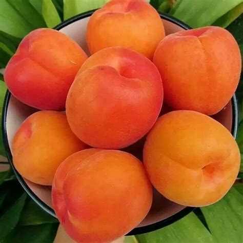 Pin by Ольга Бушуева on фрукты и ягоды | Fruit photography, Fruit ...