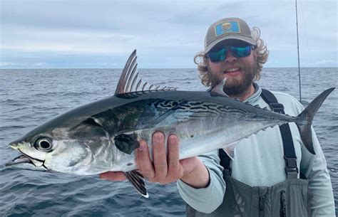 complete guide     types  tuna