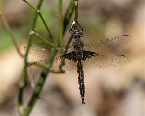 About Common Baskettail - Maryland Biodiversity Project
