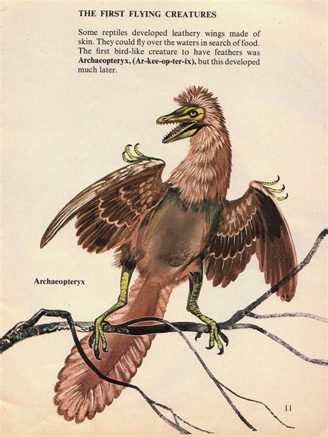 archaeopteryx – Nix Illustration