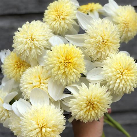 Platinum Blonde – Eva w Ogrodzie