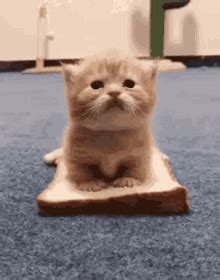 cute cat gif icegif