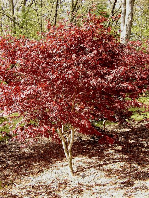 Acer palmatum ‘Trompenburg’ – Summer Hill Nursery