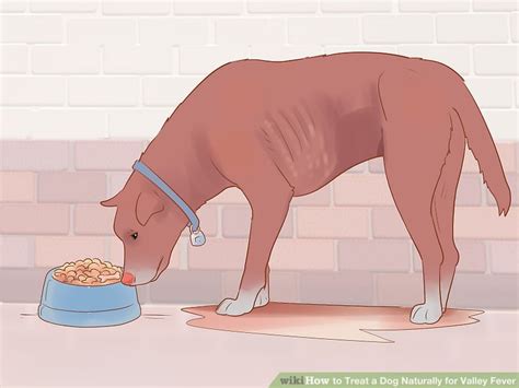 4 Ways to Treat a Dog Naturally for Valley Fever - wikiHow