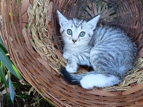 Малышке срочно нужен дом!!! Котик с буковкой м на лбу. Замечательный ...