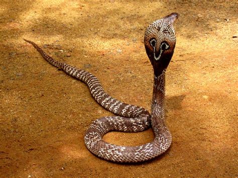 Snake Anatomy
