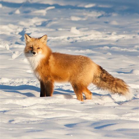 Arctic Tundra Fox