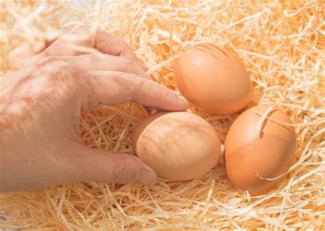 phoenix chicken history characteristics  care tips