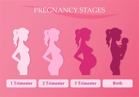 trimester pregnancy health tips elite hospital kingwood