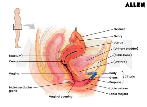 female internal genitalia overview structures  faqs