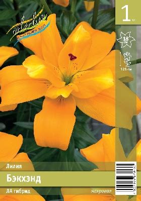 Серия Промолайн | Купить оптом луковицы лилий, тюльпанов, нарциссов ...