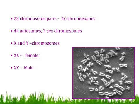 DNA, CHROMOSOMES & GENES | PPTX