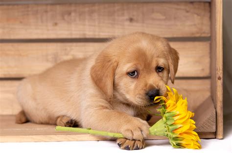 Download Puppy Dog Pictures | Wallpapers.com