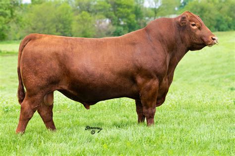 Red Angus - Select Sires Beef