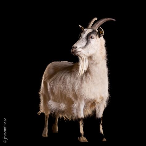 getter graenby  gard