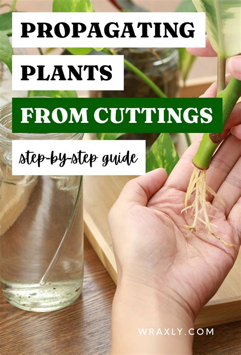 Propagating plants from cuttings - step by step guide | Gardening tips