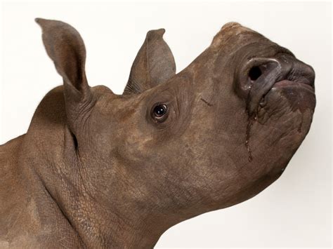 Southern White Rhinoceros