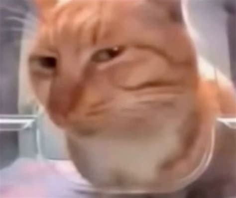 Cat Side Eye