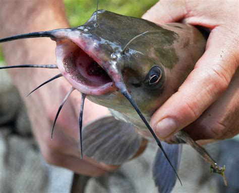 Photos: Great Hudson River estuary fish count