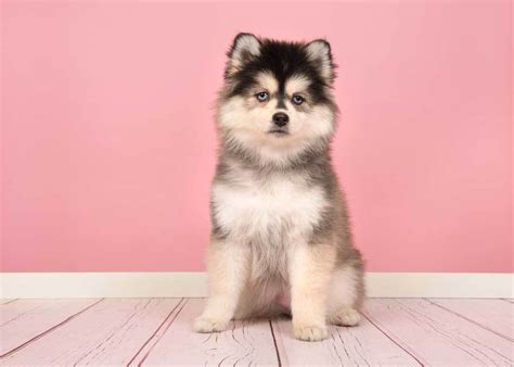 Hypoallergenic Dogs Medium Size