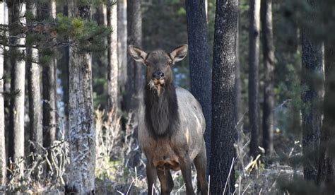 Rocky Mountain Elk Foundation Raises $1.1 Million