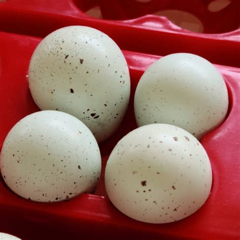 Celadon Quail Hatch Nearly Thwarted by Fish – Sustainability Spotlight