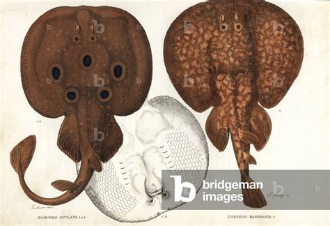image  common torpedo ocellate torpedo  eyed electric ray
