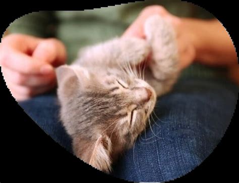 kitten vaccination guide pet circle insurance