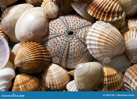 sea shell collection   large variety  shells sydney nsfw