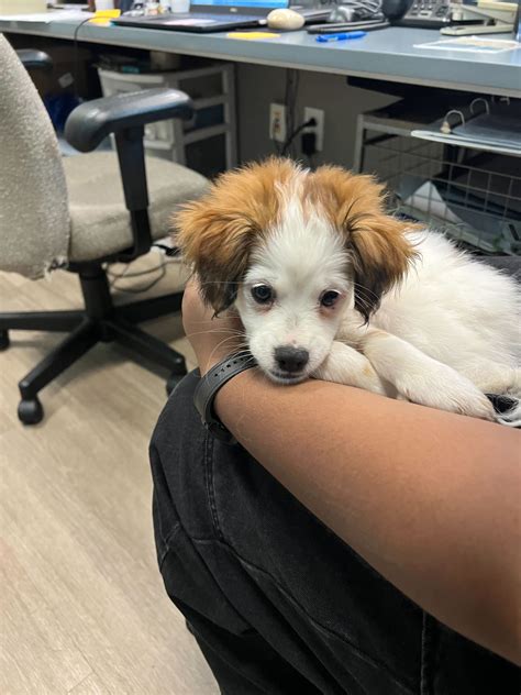 delaware animal control 9