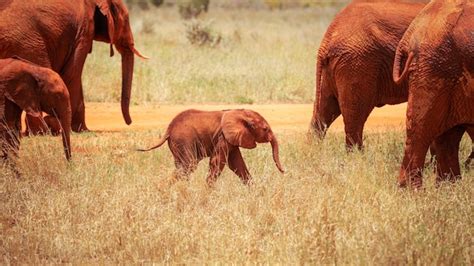 Premium Photo | Baby african savanna elephant (Loxodonta africana ...