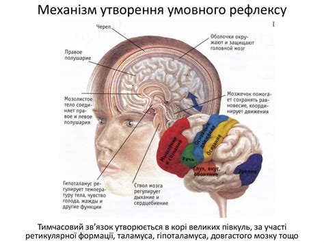 Набута поведінка. Умовні рефлекси - презентация онлайн