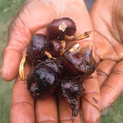 Vegetables - Chinese Water Chestnut (3 Tubers packed in Soil)(Limited ...