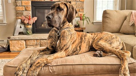 Lazy Dog Breeds That Make For The Cutest Couch Potatoes | Republic World