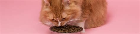 how to make wet cat food at home