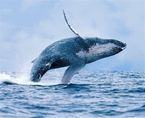 Humpback Whale - A-Z Animals