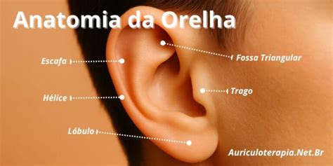 O Que Significa Orelha Seca - Anatomia da Orelha - Auriculoterapia.Net.Br