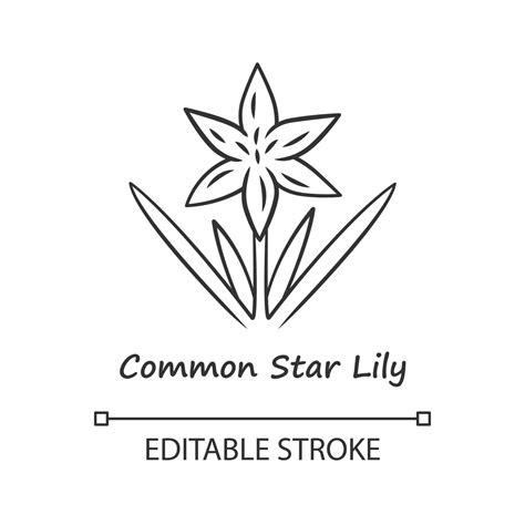 Common star lily linear icon. Thin line illustration. Blooming