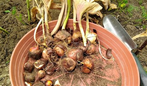 Нужно ли выкапывать тюльпаны на зиму - Со Вкусом