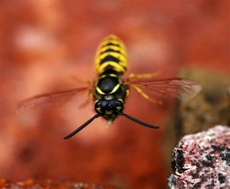 🔥 I have wasps living in my roof and they're pretty chill : r