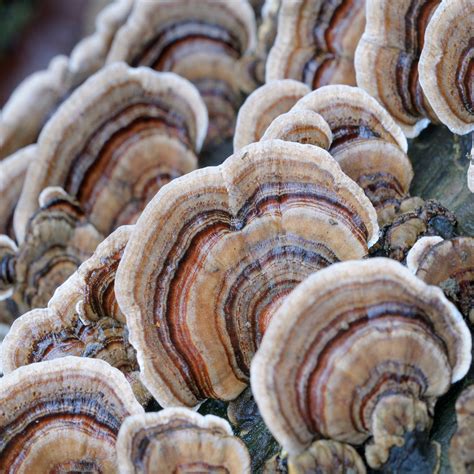 Clinical Trials Will Soon Confirm Turkey Tail Mushroom Weight Loss Data - RYZE Superfoods