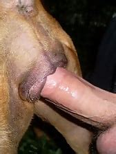 Animal Porn Picture Galleries / Zoo Tube 1