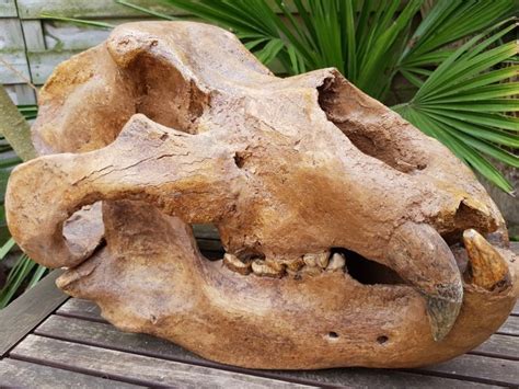 cave bear skull  cm catawiki