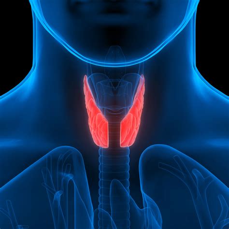 How To Heal Thyroid And Adrenals Naturally