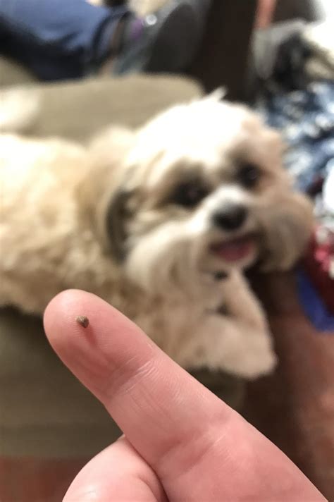 Huge blackhead came out of my shitzu - he was annoyed while getting it